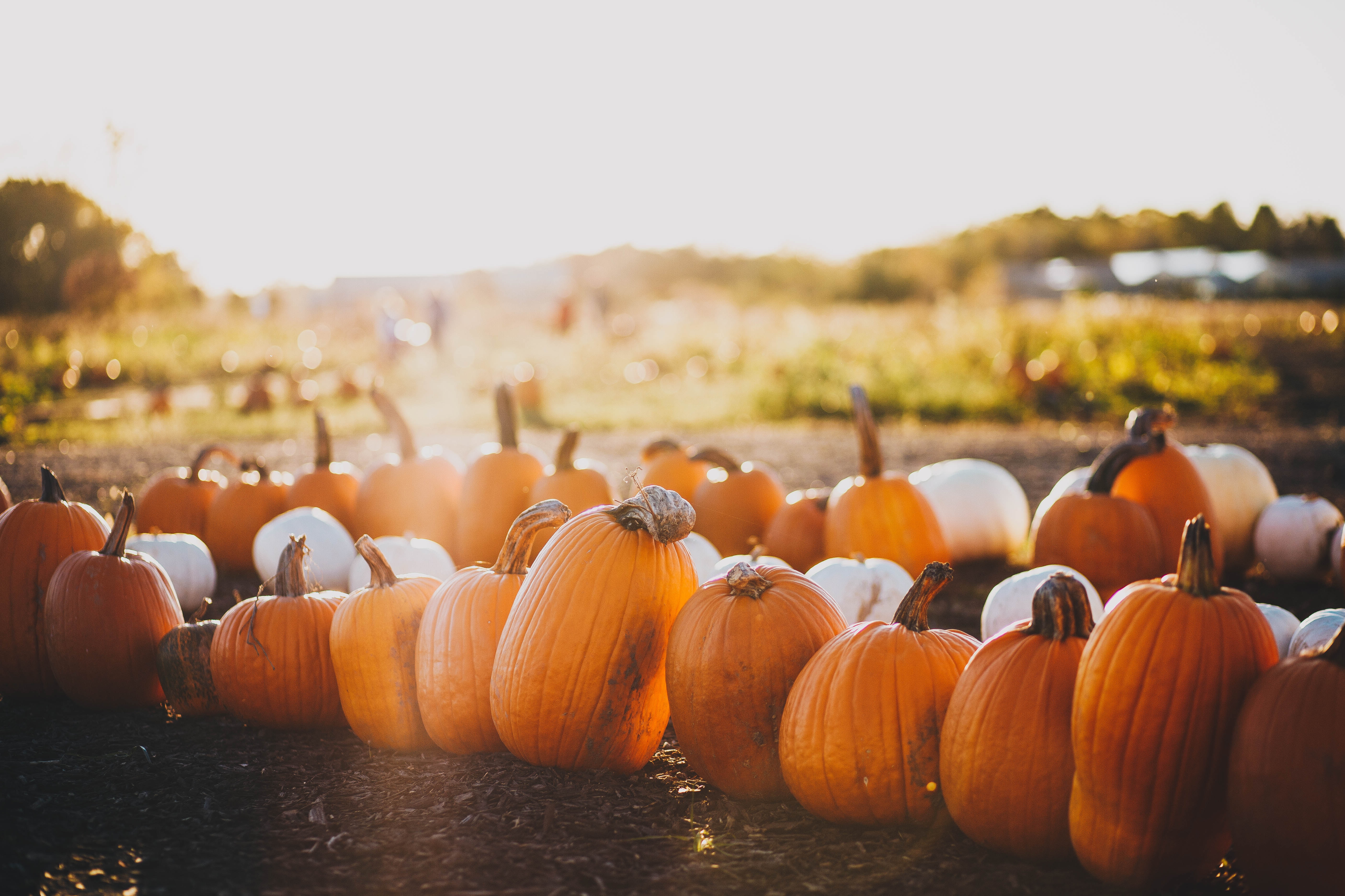 row of pumkins in a field