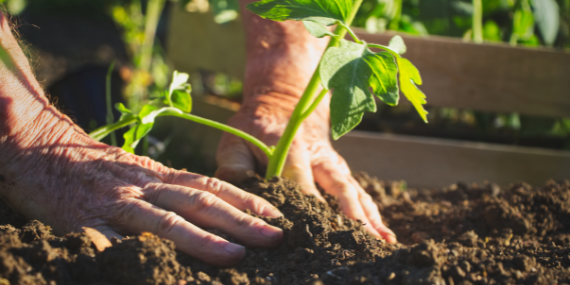 hands in dirt planting - 5 Keys To Consider When Hiring A Fitness Coach - Heike yates