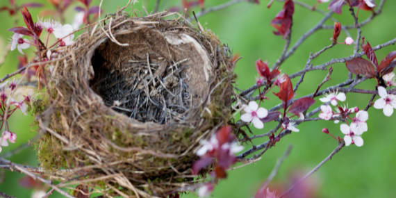 birds nest
