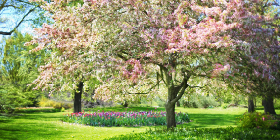 Cherry blossom tree - 5 Easy Tips To Spring Clean Your Nutrition Habits. Heike Yates