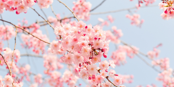 cherry blossoms - 5 Simple Steps To Spring Clean Your Nutrition Habits. Heike Yates