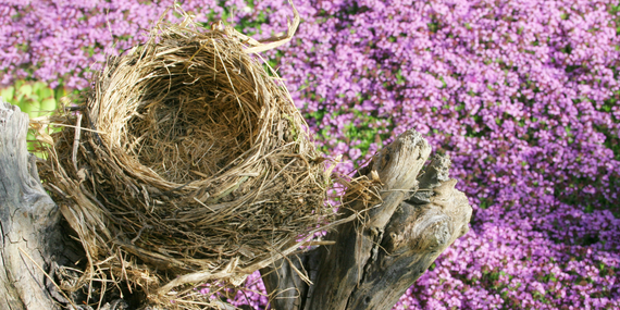 empty birds nest -  5 Tips To Rescue Your Empty Nest Marriage